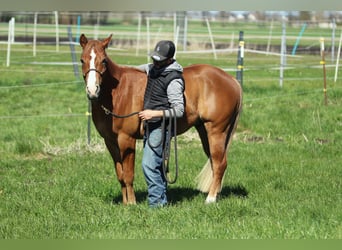 American Quarter Horse, Wallach, 3 Jahre, 143 cm, Fuchs