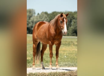 American Quarter Horse, Wallach, 3 Jahre, 143 cm, Fuchs