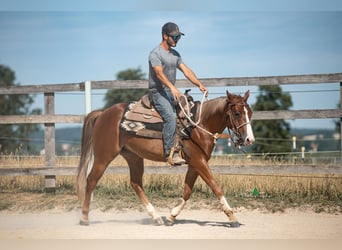 American Quarter Horse, Wallach, 3 Jahre, 143 cm, Fuchs