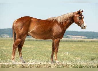 American Quarter Horse, Wallach, 3 Jahre, 143 cm, Fuchs