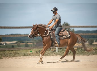American Quarter Horse, Wallach, 3 Jahre, 143 cm, Fuchs