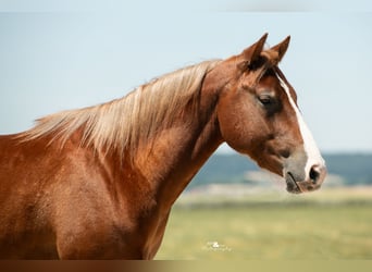 American Quarter Horse, Wallach, 3 Jahre, 143 cm, Fuchs