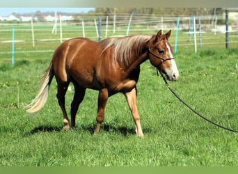 American Quarter Horse, Wallach, 3 Jahre, 143 cm, Fuchs