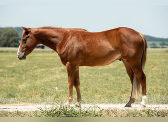 American Quarter Horse, Wallach, 3 Jahre, 143 cm, Fuchs