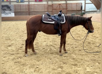 American Quarter Horse, Wallach, 3 Jahre, 144 cm, Fuchs
