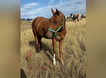 American Quarter Horse, Wallach, 3 Jahre, 144 cm, Fuchs