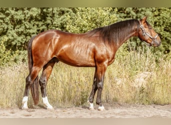 American Quarter Horse, Wallach, 3 Jahre, 145 cm, Brauner