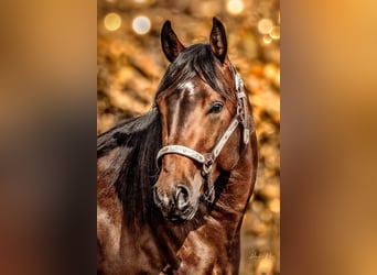 American Quarter Horse, Wallach, 3 Jahre, 145 cm, Brauner