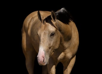 American Quarter Horse, Wallach, 3 Jahre, 145 cm, Buckskin