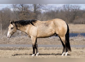 American Quarter Horse, Wallach, 3 Jahre, 145 cm, Buckskin