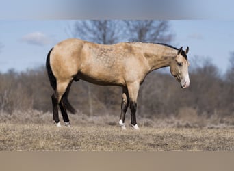 American Quarter Horse, Wallach, 3 Jahre, 145 cm, Buckskin