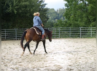 American Quarter Horse, Wallach, 3 Jahre, 145 cm