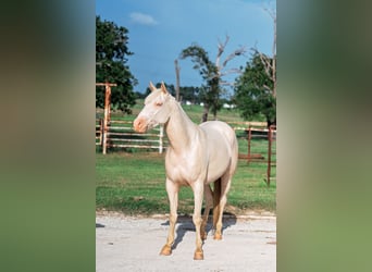 American Quarter Horse, Wallach, 3 Jahre, 145 cm, Cremello