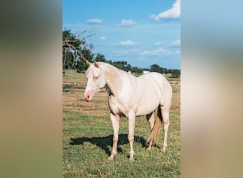 American Quarter Horse, Wallach, 3 Jahre, 145 cm, Cremello