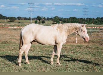 American Quarter Horse, Wallach, 3 Jahre, 145 cm, Cremello