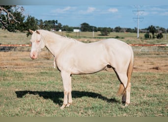 American Quarter Horse, Wallach, 3 Jahre, 145 cm, Cremello