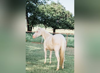 American Quarter Horse, Wallach, 3 Jahre, 145 cm, Cremello