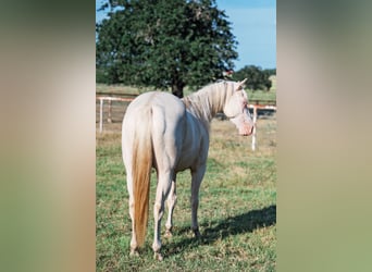 American Quarter Horse, Wallach, 3 Jahre, 145 cm, Cremello