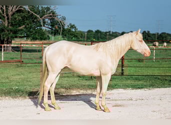 American Quarter Horse, Wallach, 3 Jahre, 145 cm, Cremello