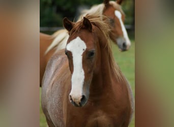 American Quarter Horse, Wallach, 3 Jahre, 145 cm, Fuchs