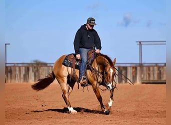 American Quarter Horse, Wallach, 3 Jahre, 145 cm