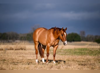 American Quarter Horse, Wallach, 3 Jahre, 145 cm