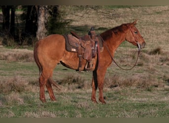 American Quarter Horse, Wallach, 3 Jahre, 145 cm, Red Dun