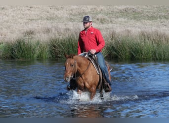 American Quarter Horse, Wallach, 3 Jahre, 145 cm, Red Dun