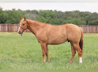 American Quarter Horse, Wallach, 3 Jahre, 145 cm, Red Dun