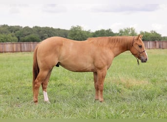 American Quarter Horse, Wallach, 3 Jahre, 145 cm, Red Dun
