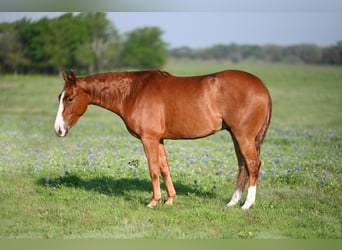American Quarter Horse, Wallach, 3 Jahre, 145 cm, Rotfuchs