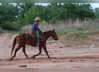 American Quarter Horse, Wallach, 3 Jahre, 145 cm, Rotfuchs