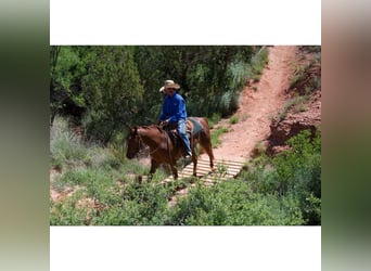 American Quarter Horse, Wallach, 3 Jahre, 145 cm, Rotfuchs