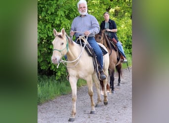 American Quarter Horse, Wallach, 3 Jahre, 146 cm, Champagne