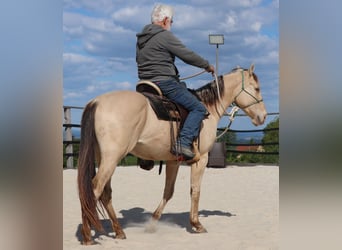 American Quarter Horse, Wallach, 3 Jahre, 146 cm, Champagne