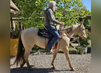 American Quarter Horse, Wallach, 3 Jahre, 146 cm, Champagne