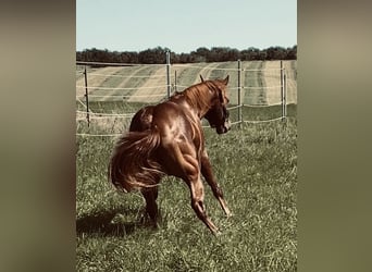 American Quarter Horse, Wallach, 3 Jahre, 146 cm, Dunkelfuchs