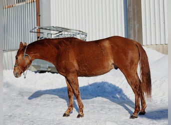 American Quarter Horse, Wallach, 3 Jahre, 146 cm, Red Dun