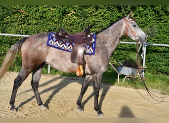 American Quarter Horse, Wallach, 3 Jahre, 147 cm, Apfelschimmel