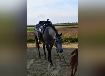 American Quarter Horse, Wallach, 3 Jahre, 147 cm, Apfelschimmel