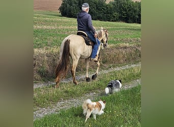 American Quarter Horse, Wallach, 3 Jahre, 147 cm, Champagne
