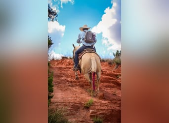 American Quarter Horse, Wallach, 3 Jahre, 147 cm, Dunalino