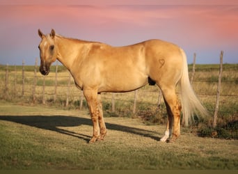American Quarter Horse, Wallach, 3 Jahre, 147 cm, Dunalino
