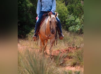 American Quarter Horse, Wallach, 3 Jahre, 147 cm, Dunalino