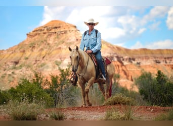 American Quarter Horse, Wallach, 3 Jahre, 147 cm, Dunalino