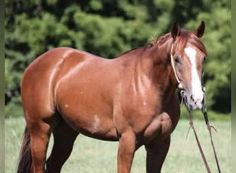American Quarter Horse, Wallach, 3 Jahre, 147 cm, Dunkelfuchs