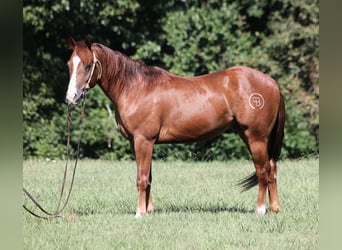 American Quarter Horse, Wallach, 3 Jahre, 147 cm, Dunkelfuchs