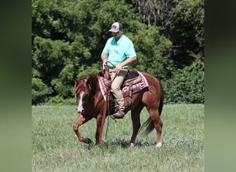 American Quarter Horse, Wallach, 3 Jahre, 147 cm, Dunkelfuchs