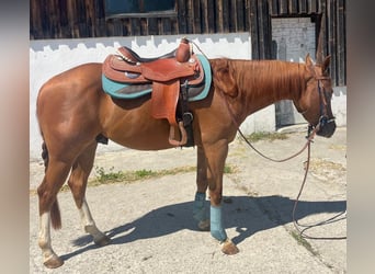 American Quarter Horse, Wallach, 3 Jahre, 147 cm, Dunkelfuchs
