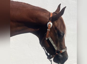 American Quarter Horse, Wallach, 3 Jahre, 147 cm, Dunkelfuchs